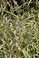 River Mist Northern Sea Oats (Chasmanthium latifolium 'River Mist') at Lakeshore Garden Centres