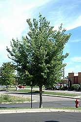 Common Hackberry (Celtis occidentalis) at The Mustard Seed