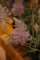 Platinum Wallaby Mulla Mulla (Ptilotus exaltatus 'Platinum Wallaby') at Lakeshore Garden Centres