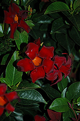 Vogue Sophia Mandevilla (Mandevilla 'Sophia') at Lakeshore Garden Centres