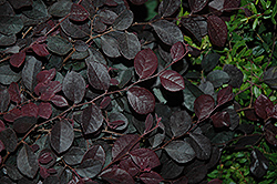 Purple Prince Fringeflower (Loropetalum chinense 'Purple Prince') at Lakeshore Garden Centres