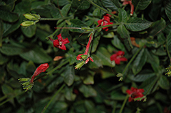 Ragin' Cajun Hardy Petunia (Ruellia elegans 'Ragin' Cajun') at Lakeshore Garden Centres