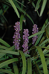 Majestic Lily Turf (Liriope muscari 'Majestic') at Lakeshore Garden Centres