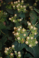 First Editions White St. John's Wort (Hypericum x inodorum 'Kolmawhi') at Lakeshore Garden Centres