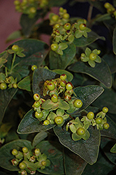 First Editions Green St. John's Wort (Hypericum 'Kolmgreip') at Lakeshore Garden Centres