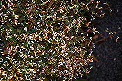 Bling Pink Princess Euphorbia (Euphorbia 'Bling Pink Princess') at Lakeshore Garden Centres