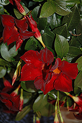 Sun Parasol Giant Crimson Mandevilla (Mandevilla 'Sun Parasol Giant Crimson') at Lakeshore Garden Centres