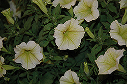 Surfinia Yellow Bush Petunia (Petunia 'Surfinia Yellow Bush') at Lakeshore Garden Centres