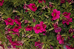 Million Bells Cherry Pink Calibrachoa (Calibrachoa 'Million Bells Cherry Pink') at Lakeshore Garden Centres