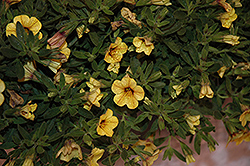 Million Bells Tropical Delight Calibrachoa (Calibrachoa 'Million Bells Tropical Delight') at Lakeshore Garden Centres