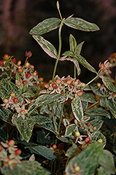 Snow Splash St. John's Wort (Hypericum 'Snow Splash') at Lakeshore Garden Centres