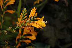 Columbus Crocosmia (Crocosmia 'Columbus') at Lakeshore Garden Centres