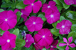 Sunstorm Deep Orchid Vinca (Catharanthus roseus 'Sunstorm Deep Orchid') at Lakeshore Garden Centres