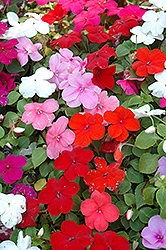 Super Elfin Mix Impatiens (Impatiens walleriana 'Super Elfin Mix') at Lakeshore Garden Centres