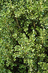 Cranberry Creek Boxwood (Buxus 'Cranberry Creek') at Lakeshore Garden Centres