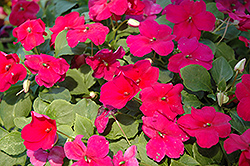 Super Elfin Velvet Impatiens (Impatiens walleriana 'Super Elfin Velvet') at Lakeshore Garden Centres