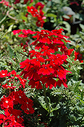 Tukana Scarlet Star Verbena (Verbena 'Tukana Scarlet Star') at Lakeshore Garden Centres