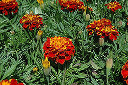 Bonanza Harmony Marigold (Tagetes patula 'Bonanza Harmony') at Lakeshore Garden Centres