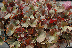 Petite Pearl Fairy Coral Bells (Heuchera 'Petite Pearl Fairy') at Lakeshore Garden Centres