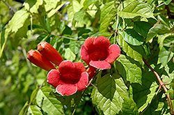 Madame Galen Trumpetvine (Campsis x tagliabuana 'Madame Galen') at Lakeshore Garden Centres