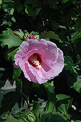 Minerva Rose of Sharon (Hibiscus syriacus 'Minerva') at Lakeshore Garden Centres
