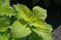Lemon Daddy Hydrangea (Hydrangea macrophylla 'Lemon Daddy') at Lakeshore Garden Centres