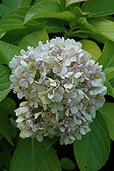 Big Daddy Hydrangea (Hydrangea macrophylla 'Big Daddy') at Lakeshore Garden Centres