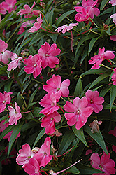 SunPatiens Vigorous Pink New Guinea Impatiens (Impatiens 'SunPatiens Vigorous Pink') at A Very Successful Garden Center