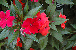 Sun Harmony Magenta New Guinea Impatiens (Impatiens 'Sun Harmony Magenta') at Lakeshore Garden Centres