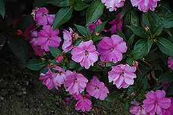 Sun Harmony Lavender New Guinea Impatiens (Impatiens 'Sun Harmony Lavender') at Lakeshore Garden Centres