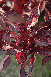 Cherry Blood Leaf (Iresine herbstii 'Cherry') at Lakeshore Garden Centres