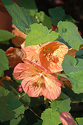 Bella Salmon Shades Flowering Maple (Abutilon 'Bella Salmon Shades') at Lakeshore Garden Centres