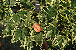 Souvenir de Bonn Flowering Maple (Abutilon 'Souvenir de Bonn') at Lakeshore Garden Centres