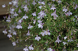 California Light Pink Lobelia (Lobelia 'California Light Pink') at Lakeshore Garden Centres