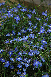 California Sky Blue Lobelia (Lobelia 'California Sky Blue') at Lakeshore Garden Centres