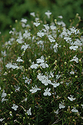 Waterfall White Sparkle Lobelia (Lobelia erinus 'Waterfall White Sparkle') at Lakeshore Garden Centres