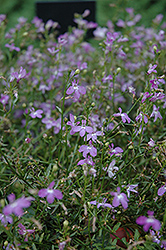 Waterfall Light Lavender Lobelia (Lobelia erinus 'Waterfall Light Lavender') at Lakeshore Garden Centres