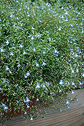 Waterfall Azure Mist Lobelia (Lobelia erinus 'Waterfall Azure Mist') at Lakeshore Garden Centres