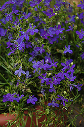 Deep Blue Star Lobelia (Lobelia erinus 'Weslodestar') at Lakeshore Garden Centres