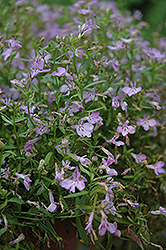 Hot Springs Lavender Pink Lobelia (Lobelia 'Hot Springs Lavender Pink') at Lakeshore Garden Centres