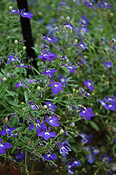 Hot Springs Dark Blue Lobelia (Lobelia 'Hot Springs Dark Blue') at Lakeshore Garden Centres