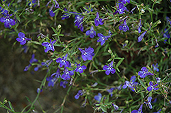 Techno Heat Dark Blue Lobelia (Lobelia erinus 'Techno Heat Dark Blue') at Lakeshore Garden Centres