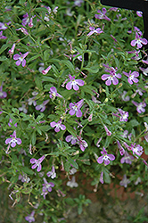 Lucia Lavender Blush Lobelia (Lobelia 'Lucia Lavender Blush') at Lakeshore Garden Centres