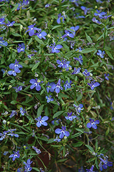 Cobalt Star Lobelia (Lobelia erinus 'Weslocostar') at Lakeshore Garden Centres