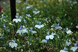 Hot Springs White Lobelia (Lobelia 'Hot Springs White') at Lakeshore Garden Centres