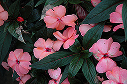 Magnum Peach New Guinea Impatiens (Impatiens 'Magnum Peach') at Lakeshore Garden Centres