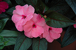 Magnum Pink New Guinea Impatiens (Impatiens 'Magnum Pink') at Lakeshore Garden Centres