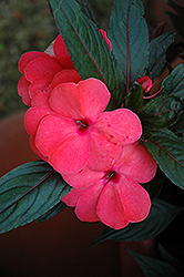 Magnum Salmon New Guinea Impatiens (Impatiens 'Magnum Salmon') at Lakeshore Garden Centres