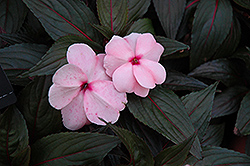 Magnum White Blush New Guinea Impatiens (Impatiens 'Magnum White Blush') at Lakeshore Garden Centres