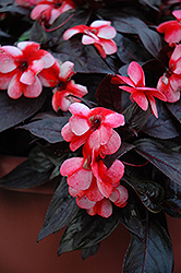 Celebrette Strawberry Star New Guinea Impatiens (Impatiens 'Balcebstar') at Lakeshore Garden Centres